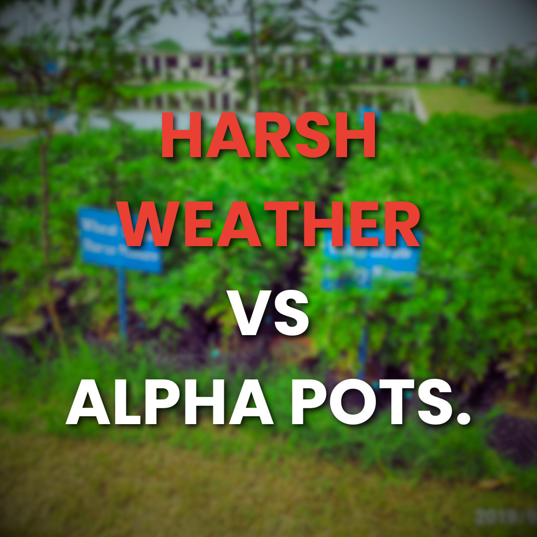 Gardening in Extreme Climates: Why Alpha Pots Are Perfect for Harsh Environments 🌍