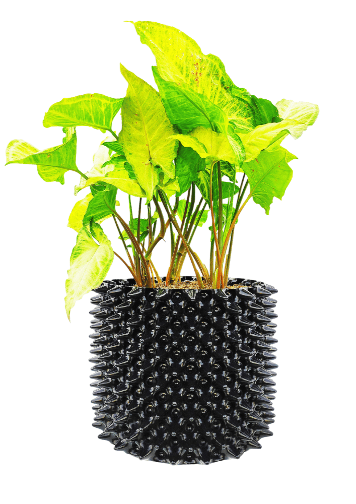 alpha pot 