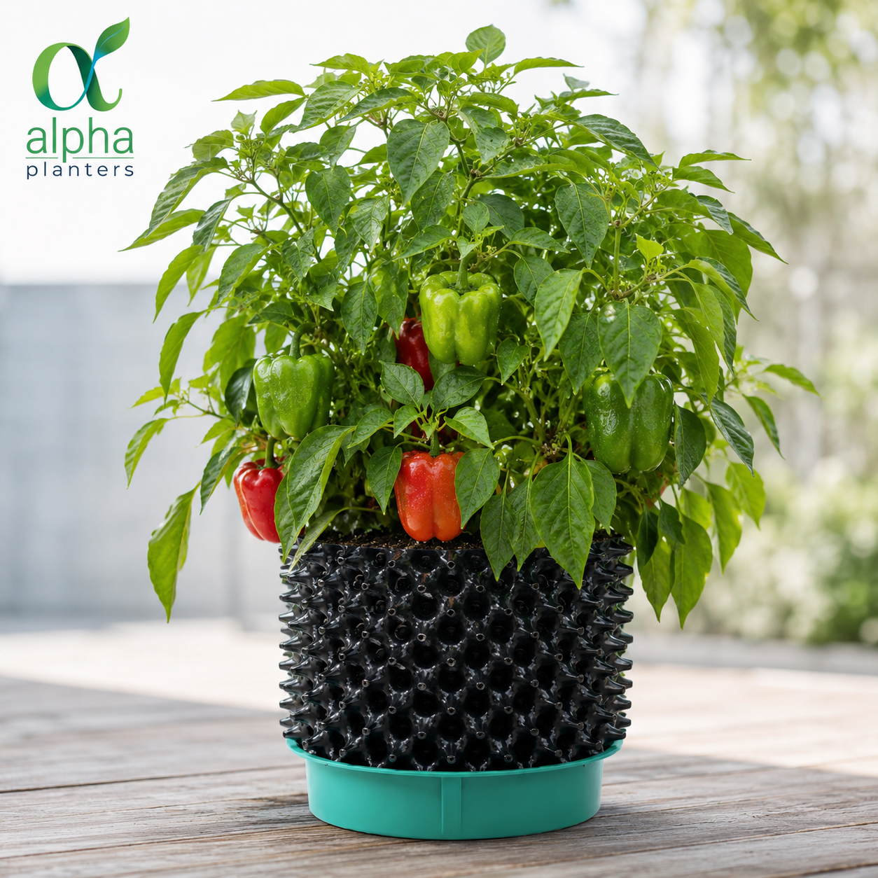Alpha Pot Large
