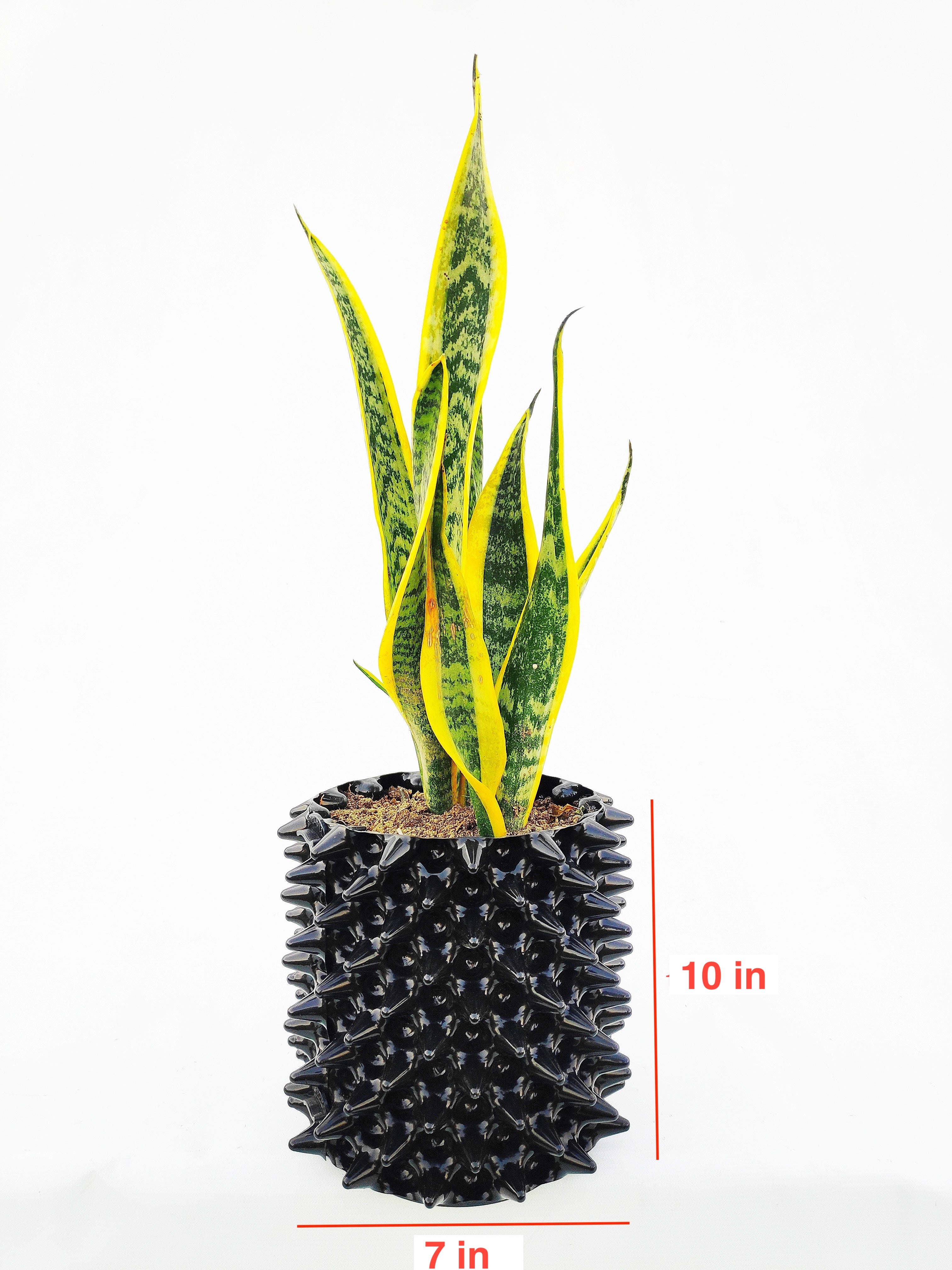 Alpha Pot Medium
